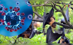 Không chủ quan cũng không hoang mang về virus Nipah | Sức khỏe cộng đồng  | 07/02/2026