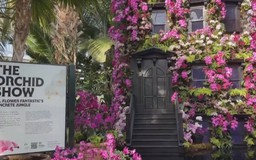 Hoa lan khoe sắc tại không gian đô thị New York