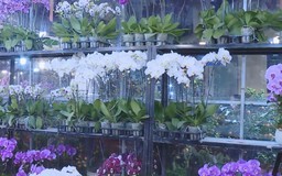 Khai mạc Chợ Hoa xuân Bính Ngọ tại phường Hoàn Kiếm