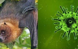 WHO xác nhận ca tử vong do virus Nipah ở Bangladesh