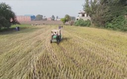 Ấn Độ khẳng định không nhập khẩu thực phẩm biến đổi gen