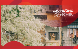 Mùa hoa sưa trở lại