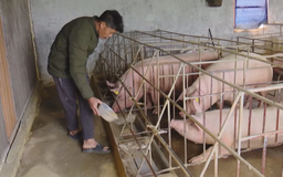 Giá lợn hơi trong nước hạ nhiệt