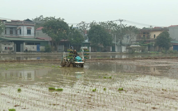 Nông dân ngoại thành nô nức xuống đồng cấy lúa xuân | Nông nghiệp nông thôn | 24/02/2026