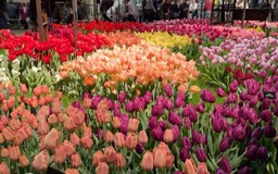 Triển lãm hoa lớn nhất thế giới tỏa sáng tại Philadelphia