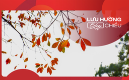 Tháng Ba gọi bàng thay lá