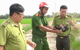 Xử lý gần 1.800 vụ án bảo vệ động vật hoang dã
