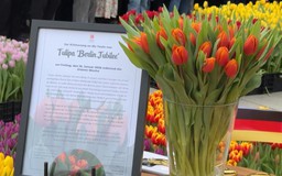 Đức: Hoa tulip Hà Lan báo hiệu mùa xuân đang đến