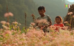 Vẻ đẹp cao nguyên đá Đồng Văn | Trăm miền hội tụ | 21/03/2026
