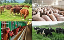 Duy trì tốc độ tăng trưởng ngành chăn nuôi