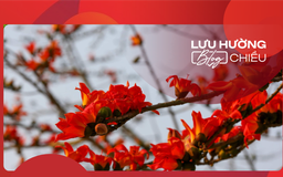 Tháng Ba – mùa hoa gạo trong ký ức