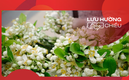 Hương thầm qua phố