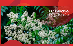 Loài hoa của sự lãng quên