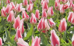 Rực rỡ Lễ hội hoa Tulip tại Geneva, Thụy Sĩ