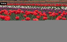 Vườn Tulip lớn nhất châu Á rực rỡ đón mùa xuân