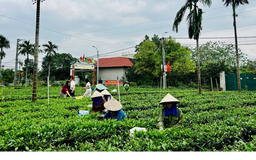 Đảm bảo đời sống người dân Suối Hai bằng cây chè ba trại