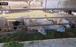 Mexico: Xương rồng làm thức ăn cho chăn nuôi