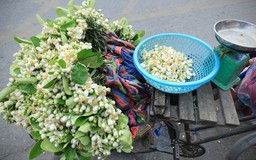 Nồng nàn hương bưởi tinh khôi