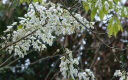 Tinh khôi sắc trắng hoa sưa