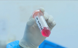 Công bố khả năng bảo hộ của vaccine dịch tả lợn châu Phi