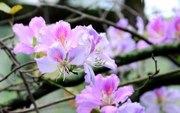 Hà Nội đẹp dịu dàng sắc tím Hoa Ban