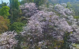Điện Biên rực rỡ mùa Hoa Ban