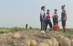 Du lịch xanh từ những cánh đồng quê