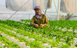 Hà Nội: Minh bạch nguồn gốc, nâng cao giá trị nông sản