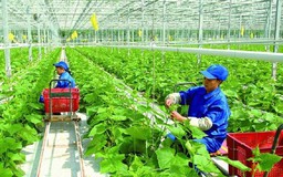 Xây dựng chuỗi liên kết nông sản an toàn
