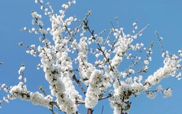 Mùa hoa lê tại Bỉ thu hút hàng trăm nghìn du khách