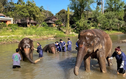 Số lượng du khách đến Chiang Mai, Thái Lan sụt giảm mạnh