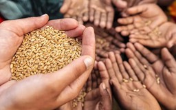 FAO cảnh báo nguy cơ khủng hoảng lương thực toàn cầu