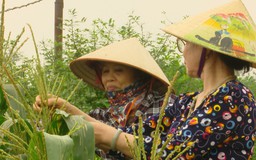 Người cao tuổi ở Hà Nội tích cực chuyển đổi xanh