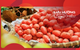 Nhớ mùa nhót chín