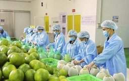 Đề xuất giãn nợ cho doanh nghiệp xuất khẩu nông sản