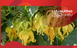 Hương Dẻ trước hiên nhà
