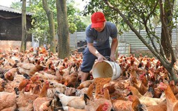 Hà Nội tăng tốc thực hiện giải pháp tăng trường nông nghiệp