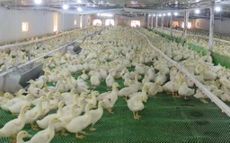 Thay đổi trong chăn nuôi gia cầm tạo sản xuất xanh | Chuyển đổi xanh | 12/04/2026