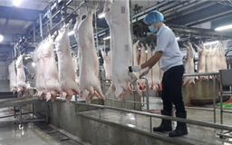Đẩy nhanh quy hoạch các điểm giết mổ tập trung đáp ứng ATTP