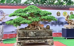 Chiêm ngưỡng những cây cảnh độc đáo tại Hà Nội