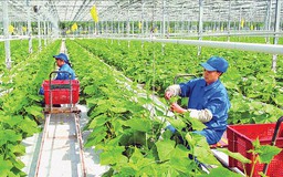 Tư duy mới trong phát triển nông nghiệp Thủ đô