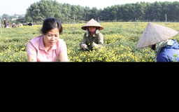 Xây dựng các mô hình du lịch nông nghiệp dịp nghỉ lễ