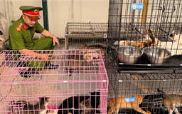 Triệt phá nhóm 'mèo tặc' quy mô lớn