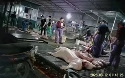 Xử lý nghiêm, không có vùng cấm trong vụ 300 tấn thịt lợn bệnh