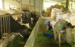 Đời sống hộ dân được đảm bảo từ chăn nuôi bò sữa