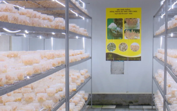 Phát triển mô hình nông nghiệp hiệu quả cao | Nông nghiệp nông thôn | 02/04/2026