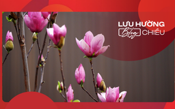 Nhớ mùa mộc lan Hà Nội