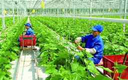 Hà Nội đề xuất cơ chế phát triển nông nghiệp công nghệ cao