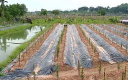 Kinh tế địa phương bị 'kìm hãm' khi dự án không triển khai