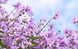 Tháng 5, hoa Bằng Lăng nhuộm tím nhiều tuyến phố